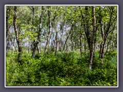 Frisches Birkengrün und Waldheidelbeergrün