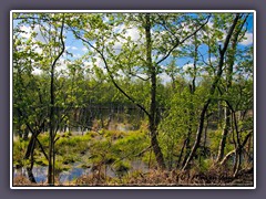 In wiedervernässten Flächen sterben Birken langsam ab