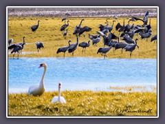 Kraniche und Höckerschwäne