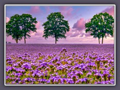 Landwirtschaft - Phacelia Blüten