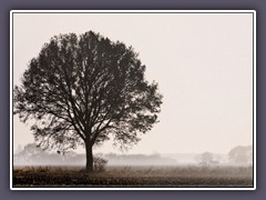 Nebel über den Feldern