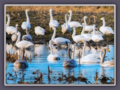 Wintergäste Singschwäne