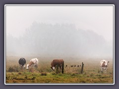 Nebel - Stare und Rindviecher