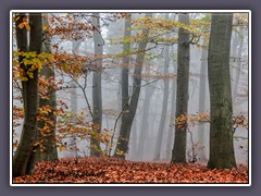 Weyerberg - Buchen im Nebel