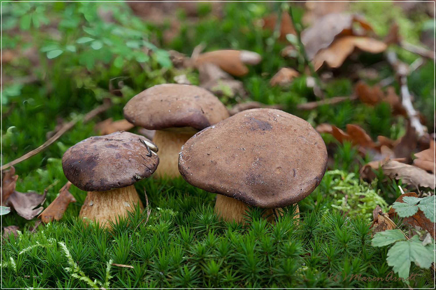 Pilze