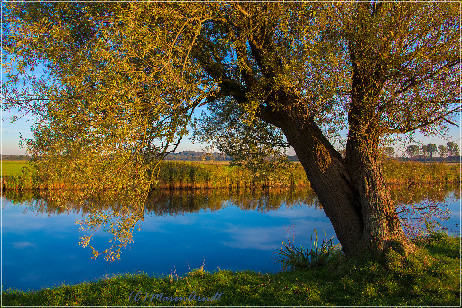 Die alte Weide an der Hamme