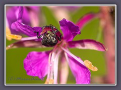 Blüten-Kleinrüssler - Ceutorhynchus typhae 