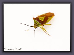 Stachelwanze - Acanthosomatidae