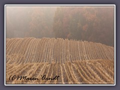 Abgeerntete Maisfelder auf dem Weyerberg