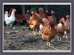 Bio Hühnerhaltung