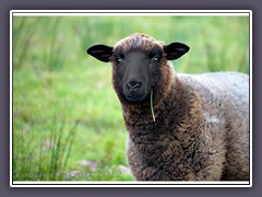 Eine Schafschönheit