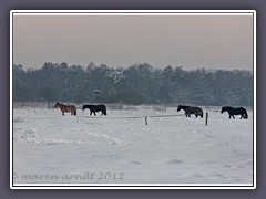 Hart im Nehmen Pferde im Schnee