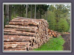Holzeinschlag im Vorgeschichtsweg Seemoor bei Steden