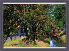 Rotbäckchenäpfel