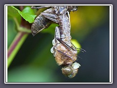 Aus ihrer Hülle schlüpfende Falkenlibelle - Corduliidae