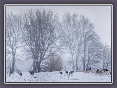 Teufelsmoor - Kraniche im Schnee