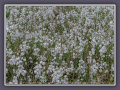Teufelsmoor -  Wollgrasweiss