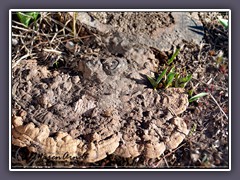 Flacher Lackporling - Ganoderma applanatum