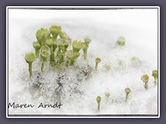 Trompetenflechte im Schnee - Cladonia fimbriata