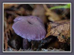 Violetter Lacktrichterling - Laccaria amethystea