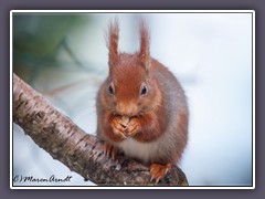 Eichhörchen  Winterlook  mit Ohrpuschel