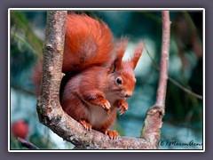 Eichhörnchen -  Sciurus vulgaris