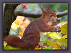 Eichhörnchen - Kobold der Wälder