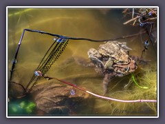 Erdkröten - Eiablage unter Wasser