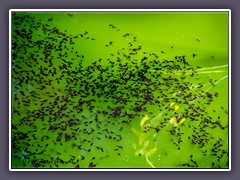 Erdkröten - Kaulquappen