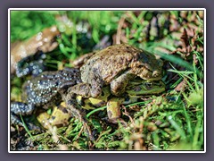 Erdkrötenmännchen jagen grünen Teichfrosch