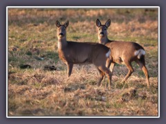 Europäisches Reh  - Capreolus capreolus
