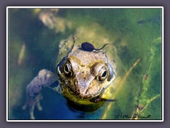 Grasfrosch mit Krötenkaulquappe.