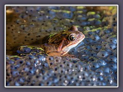 Grasfrosch mit Laichballen