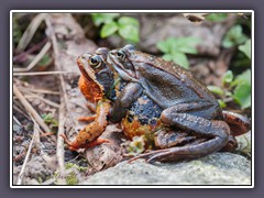 Grasfrösche - Paarung