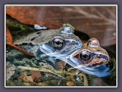 Grasfrösche - Rana temporaria