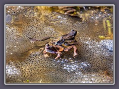 Grasfrösche laichen früh im Jahr - daher auch Märzfrosch genannt