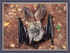 Grosses Mausohr - Totfund Garlstedt Elm 