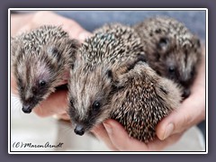 Igel - Braunbrustigel - Erinaceus europaeus