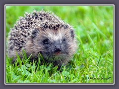 Igel - Vorwarnliste der Roten Liste der bedrohten arten