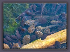 Kaulquappen der Grasfröche 