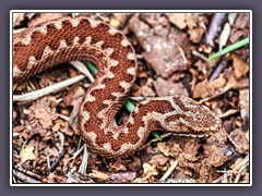 Kreuzotter -  typisches Zickzack-Muster auf dem Rücken