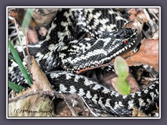 Kreuzotter - schwarze Variante