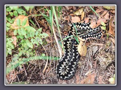 Kreuzotter - Vipera berus