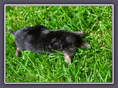 Maulwurf - Totfund Garlstedt Brkenheid 