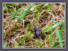 Minierdkröte nach dem Schlupf aus dem Wasser