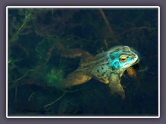 Moorfrosch -  Rana arvalis - Lurch des Jahres 2025