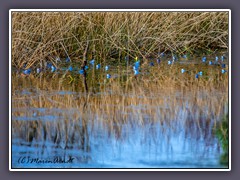 Moorfrösche - himmelblaue Männchen zur Paarungszeit
