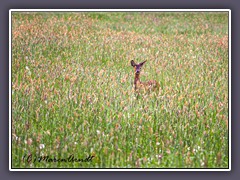 Rehbock auf Sommerwiese