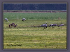 Rehe und Kraniche