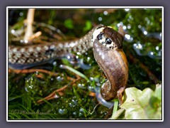 Ringelnatter - Kampf auf Leben und Tod